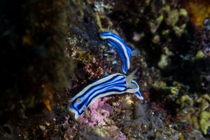 Elisabeth's Chromodoris