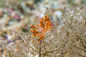 Coryphellina flamma