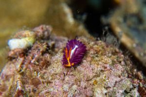 Cup Coral Nudibranch