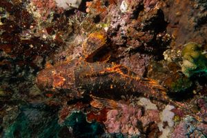 Smallscale Scorpionfish