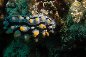 Sky Blue Phyllidia