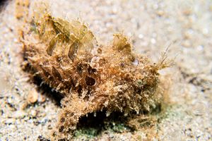 Striate Anglerfish