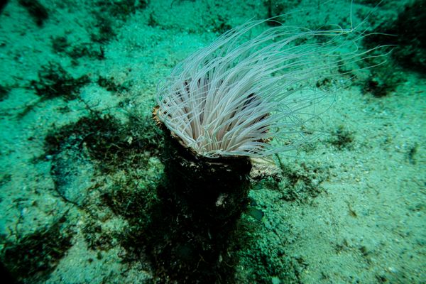 Secret Bay encounter 18