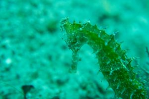 Spiny Seahorse