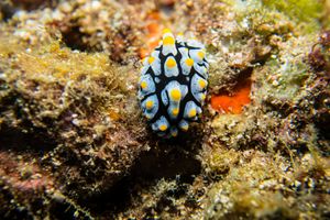 Varicose Wart Slug
