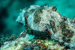 Dusky Nembrotha