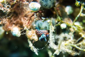 Agassiz's Chromodorid