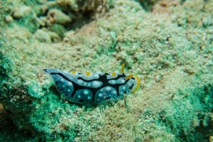 Phyllidia exquisita