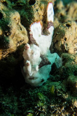 Obese ascidian