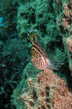 Blotched Hawkfish