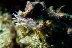 Purple Flabellina