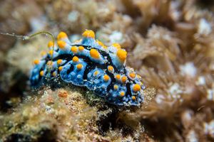 Painted Phyllidia