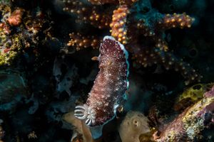 Brown-edge Glossodorid