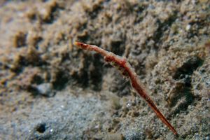 Ocellated Tozeuma Shrimp