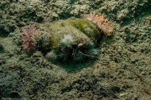 Anemone Hermit Crab