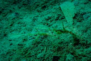 Robust Ghostpipefish