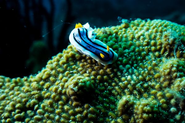 Coral Garden encounter 14