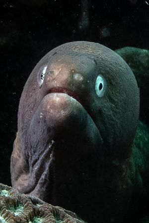 White-eyed Moray