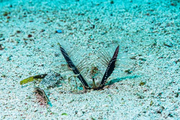 Sabang Wrecks encounter 13
