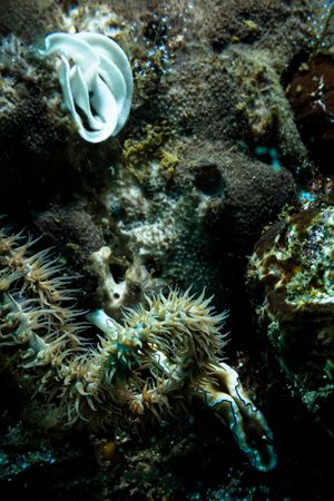 Branching Anemone