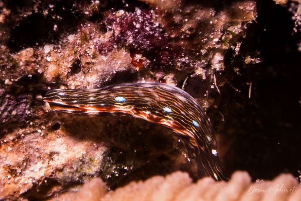 Tawali Resort Main Wharf encounter 13