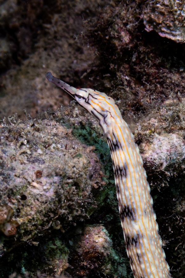 Tawali Resort Main Wharf encounter 14