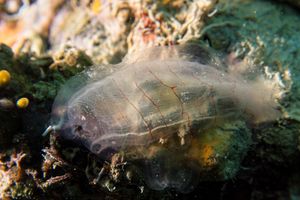 Speckled Sea Squirt