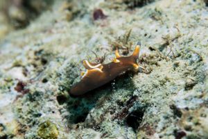 Aplysia nigrocincta