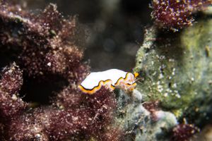 Chelidonura pallida