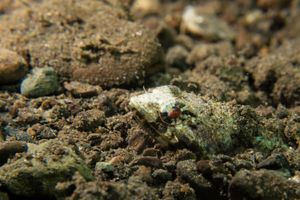 Red Lizardfish