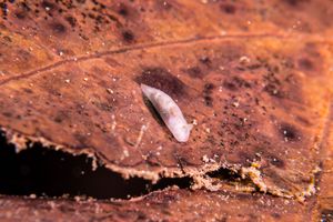 Polycera janjukia