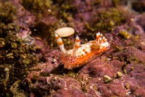 Hypselodoris decorata