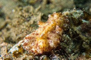 Discodoris cebuensis