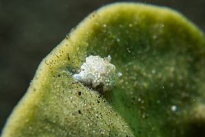 little leaf-sheep