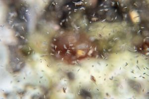 Gliocladium polyporicola