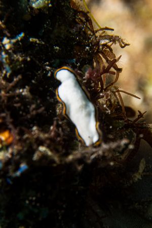 Chelidonura pallida