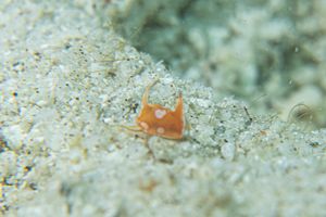 Diversidoris crocea