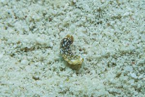 Plakobranchus papua