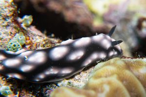 Pustulose Wart Slug