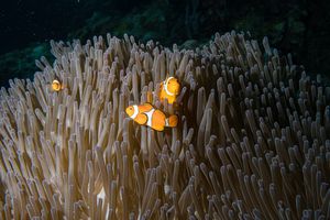 Percula Anemonefish
