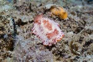 Goniobranchus albopunctatus
