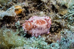 Decumbent Spanish Dancer