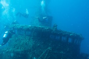 Grey Nurse Shark