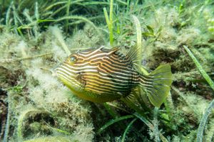 Shaw's Cowfish