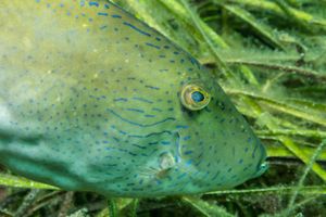 Spinytail Leatherjacket