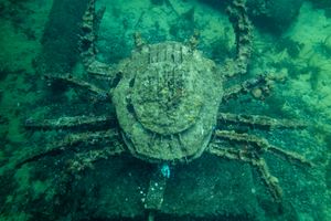 Pilgrim's Scallop